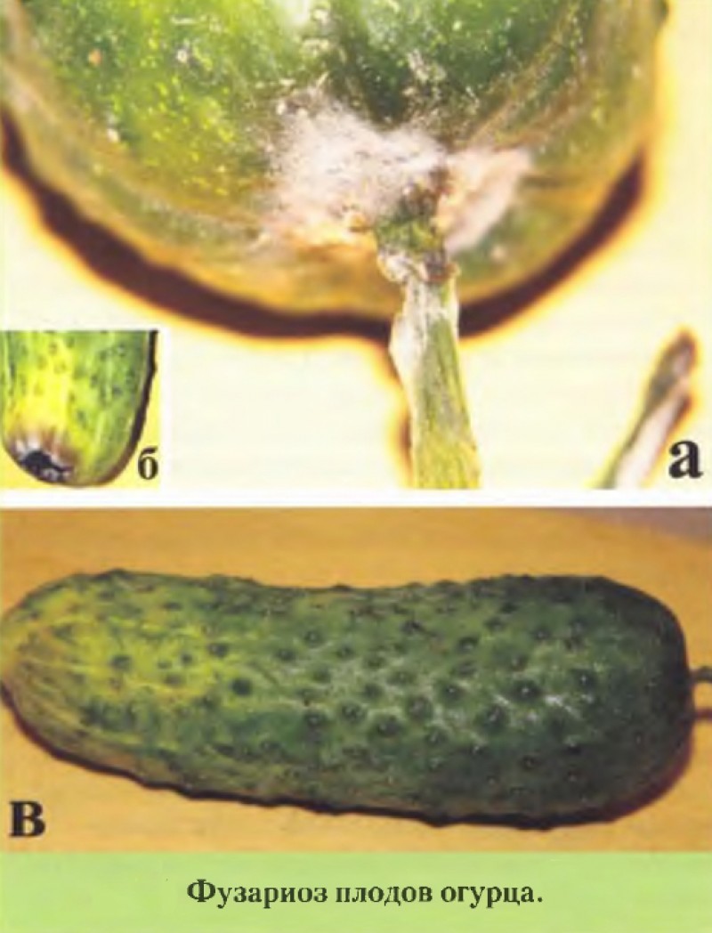 Фузариоз огурца фото