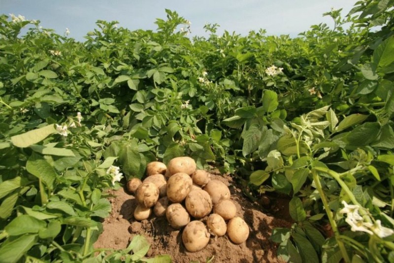 Удобрения для картофеля