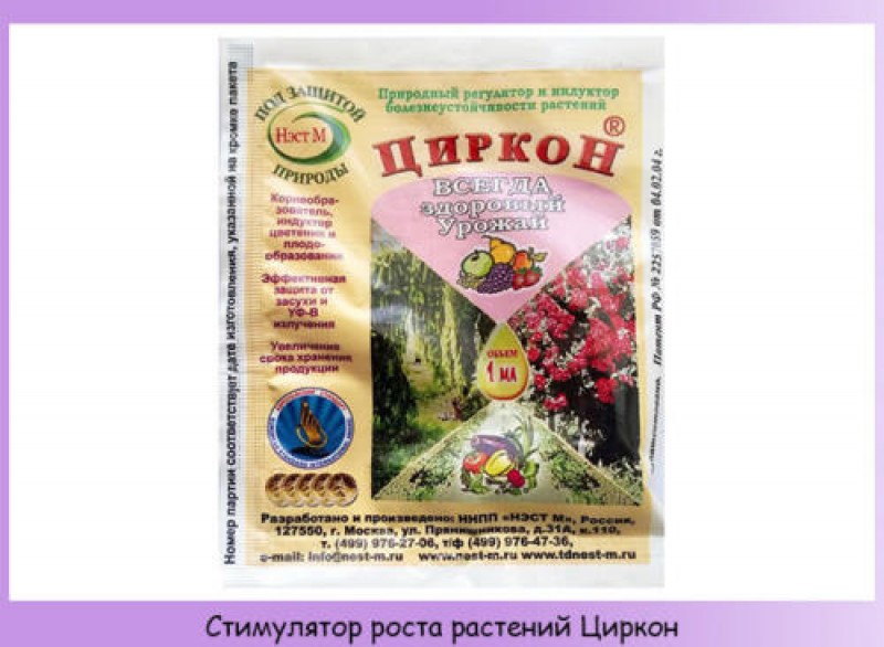 Чем подкормить хвойные весной