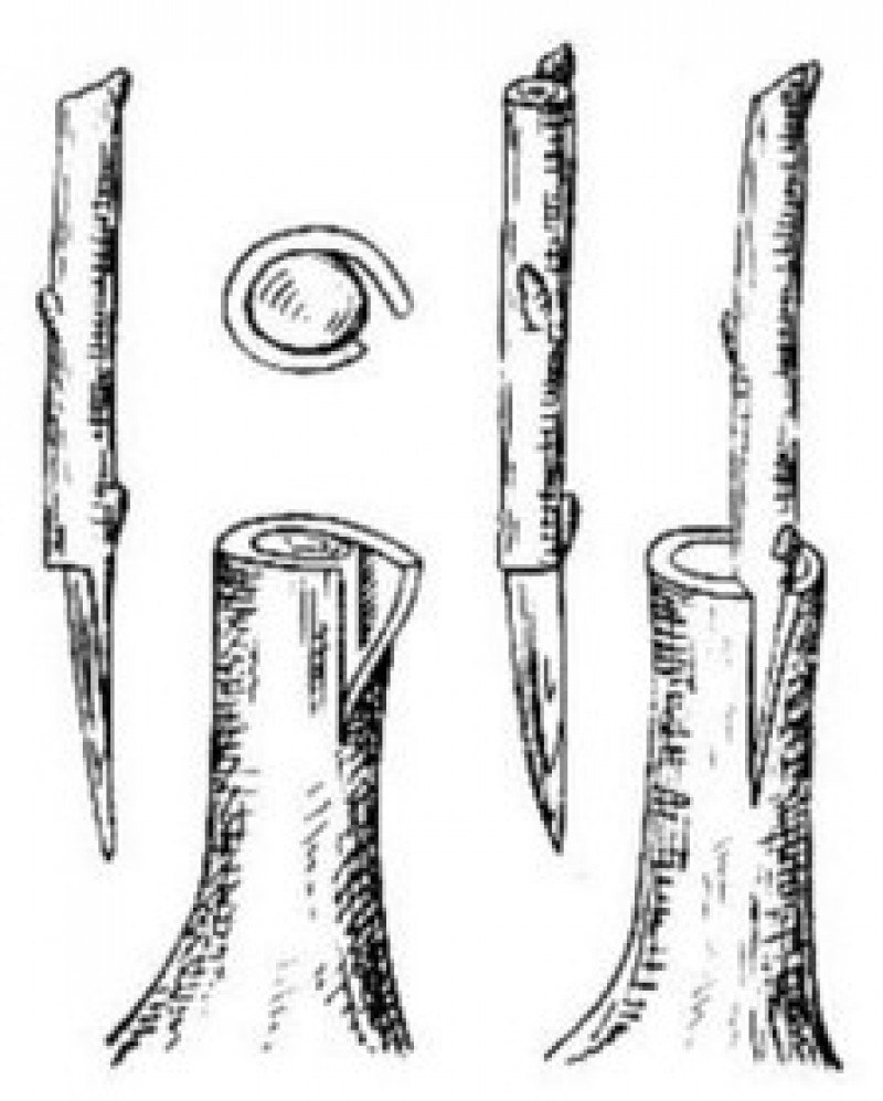 Прививка яблони за кору весной. Прививка яблони за кору. Прививка под кору плодовых деревьев. Прививка под кору плодовых деревьев весной.