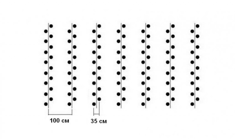 Схема посадки картофеля в сдвоенных рядах