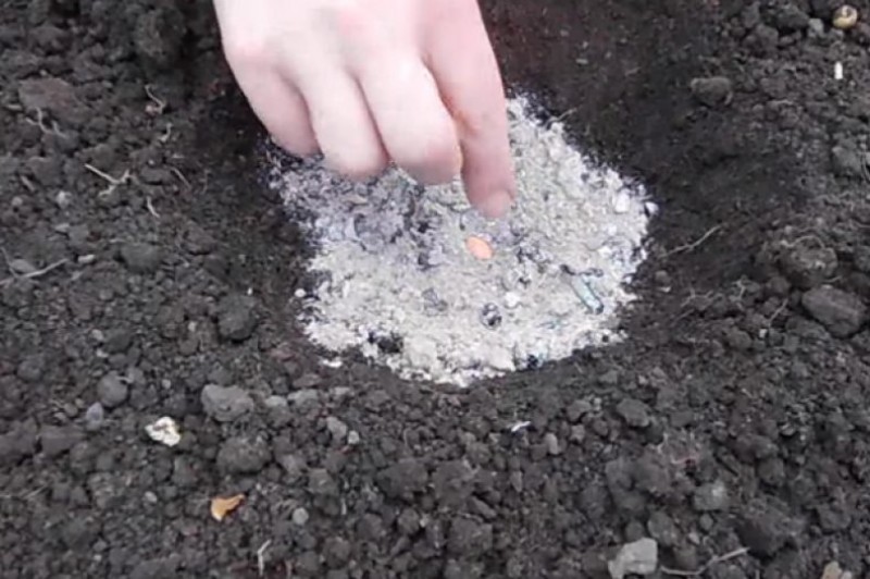 Зола в какую почву. Зола. Зола в лунку. Зола для почвы. Известкование почвы осенью негашеной.
