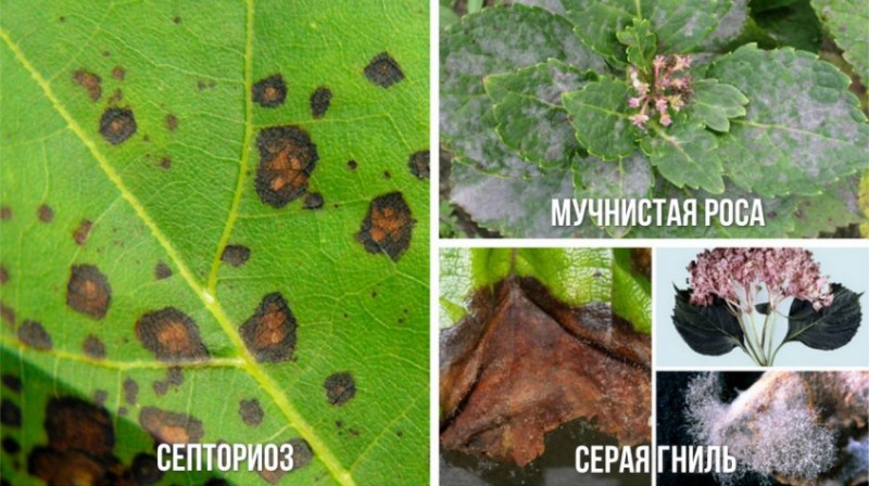 Болезни крупнолистной гортензии описание с фотографиями и способы лечения