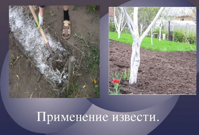 Для чего используется известь