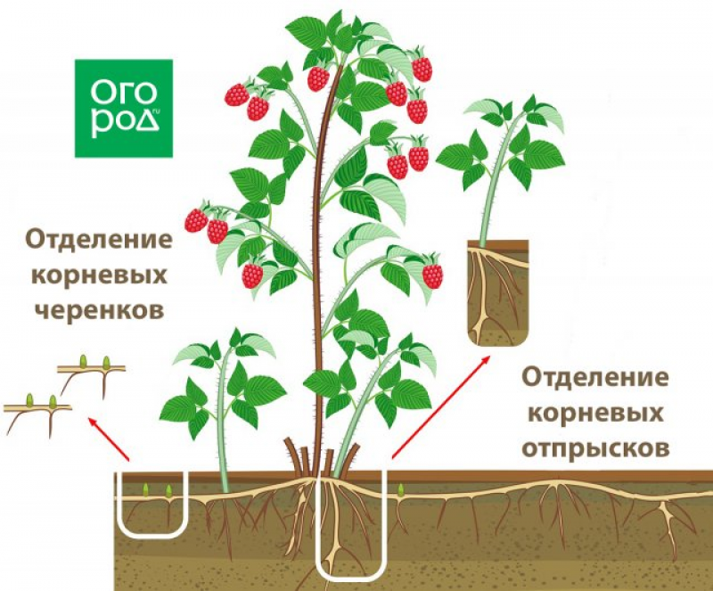 Малиновое дерево Таруса посадка. Малиновое дерево сорт Таруса. Малиновое дерево Таруса (штамбовый сорт). Малина Таруса малиновое дерево посадка.