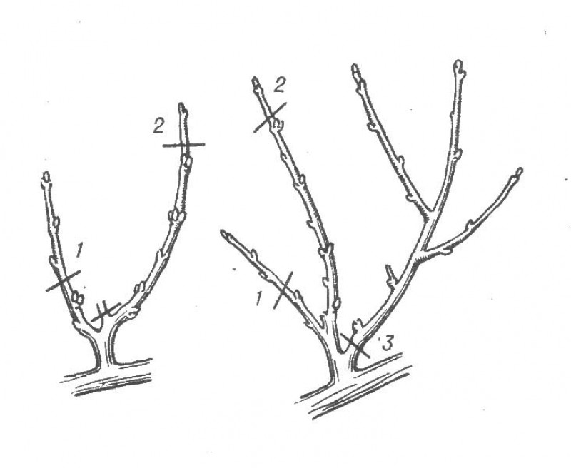 Правильные обрезки. Обрезка абрикоса весной схема. Обрезать абрикос весной. Обрезка плодовых деревьев персика. Абрикос дерево схема обрезки.