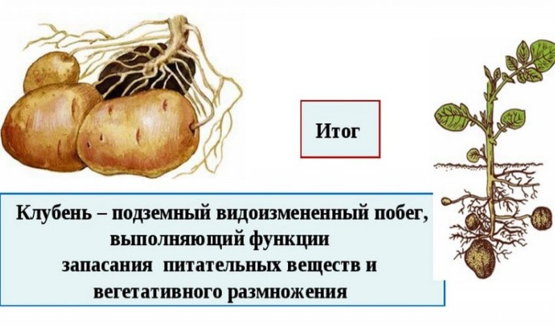 Луковица клубень столон