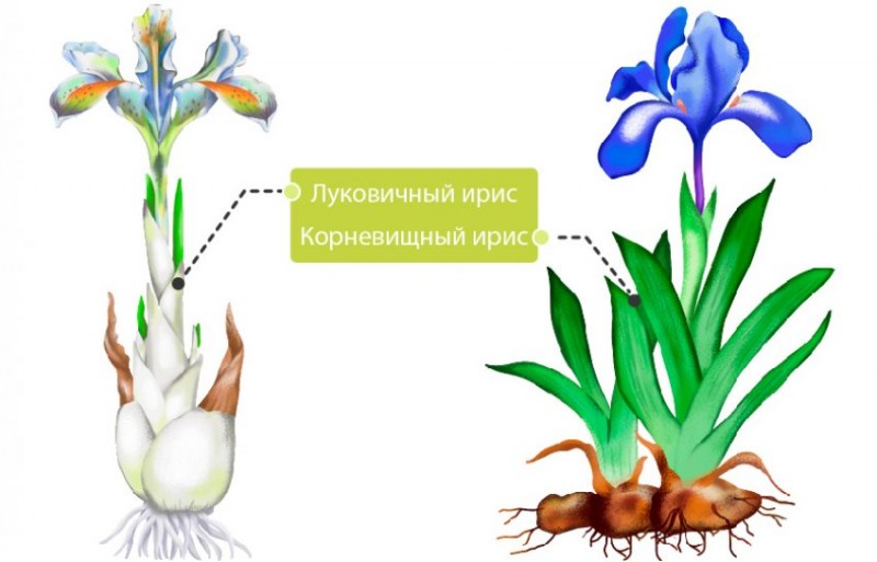 Отличие луковичного и бородатого ириса