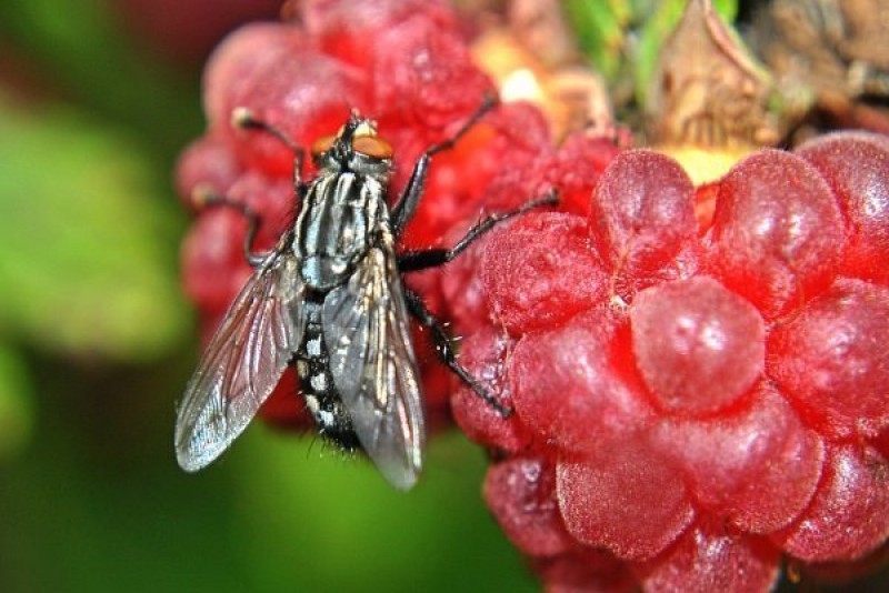 Как бороться с галицей. Малиновая стеблевая галлица методы борьбы. Меры борьбы с грибами паразитами. Как бороться с галицей. Побеговая малинная галлица.