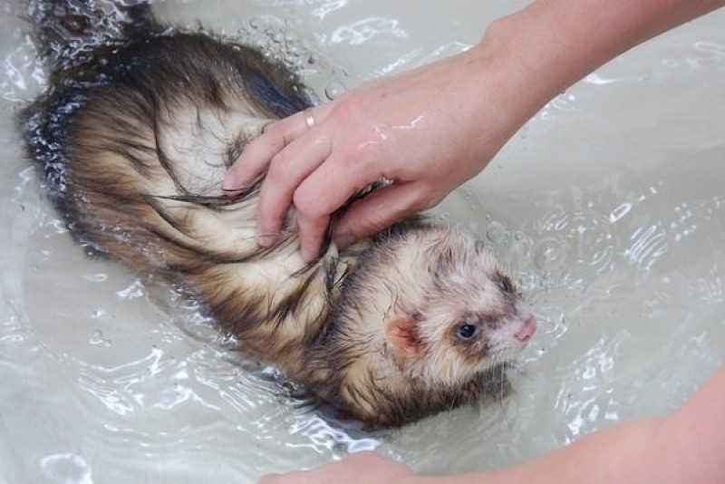 Как подготовиться к купанию хорька?