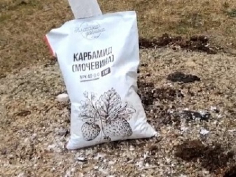 Удобрение применение на огороде. Мочевина в саду. Мочевина для плодовых деревьев. Мочевина для подкормки деревьев. Весеннее удобрение карбамид.