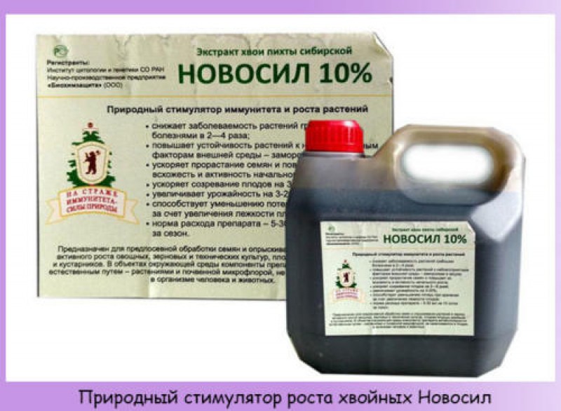 Чем подкормить хвойные весной