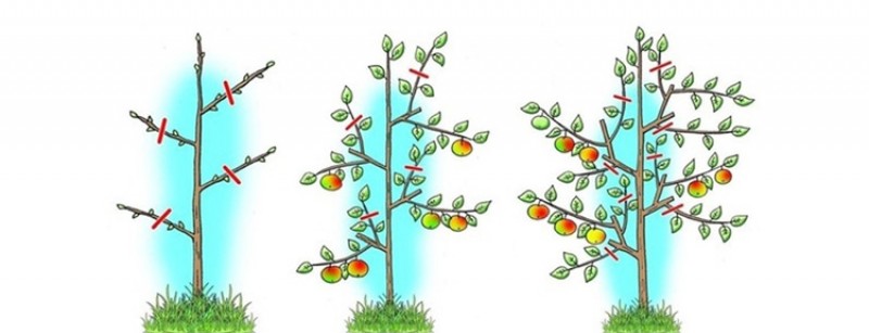 Как правильно обрезать яблоню: инструкция для начинающих в картинках
