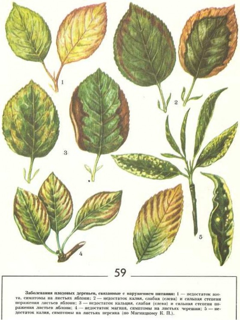 Крупных бурых пятен от краев листовой пластинки. Хлороз жилок листа. Дефицит микроэлементов у растений по листьям. Признаки голодания растений азотом. Хлороз груши.