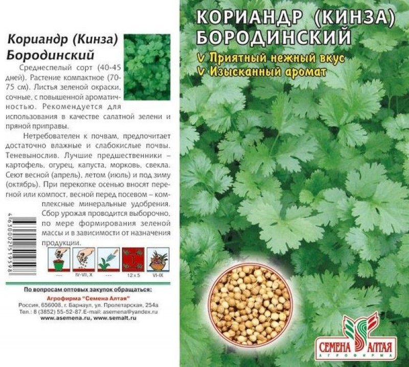 Схема посева кинзы
