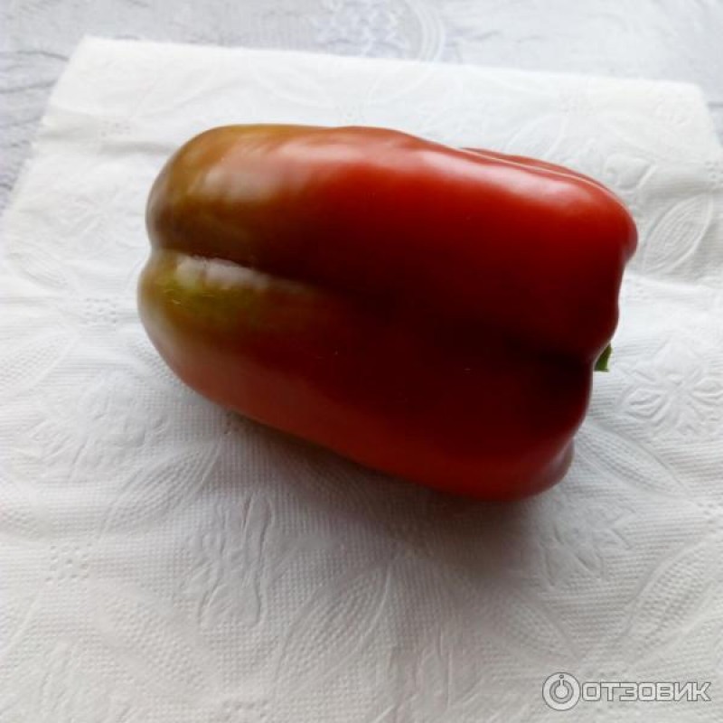 перец жар птица сиб сад. перец жар птица. перец жар птица в теплице. перчики жар птица. жар птица перец болгарский.