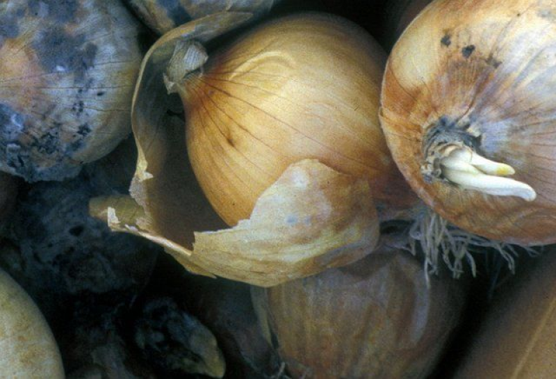 Гнилой лук. Фузариозная гниль яблок. Гниет луковица. Гниет луковица. Гниет луковица.