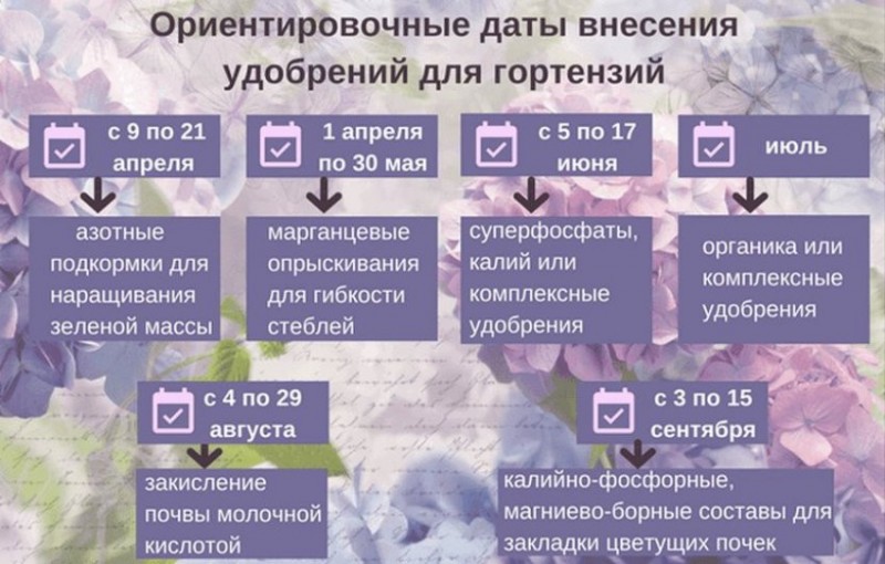 Схема подкормки гортензии