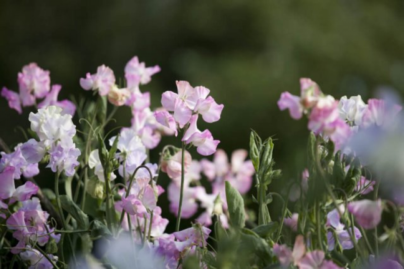 Душистый 6. Душистый горошек (Lathyrus odoratus). Душистый горошек низкорослый. Душистый горошек чина душистая. Горошек душистый Лавандовые Крылья.