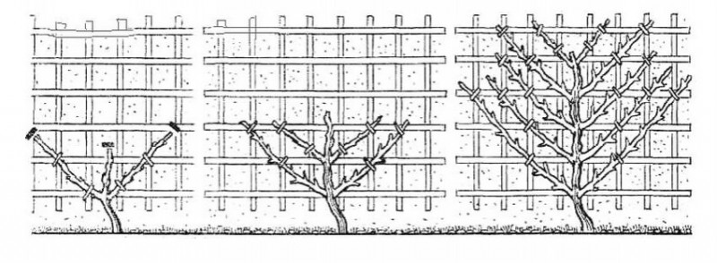 Яблони на шпалерах схема посадки и обрезки