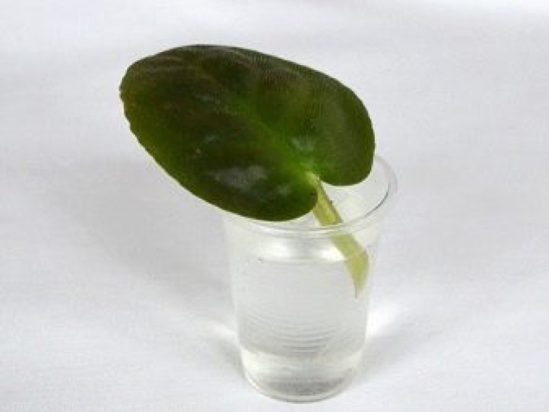 узамбарская фиалка размножение листом. листовые черенки сенполии. лист фиалки в стакане с корешками. фиалка узамбарская черенок. фиалки черенкование листочками.