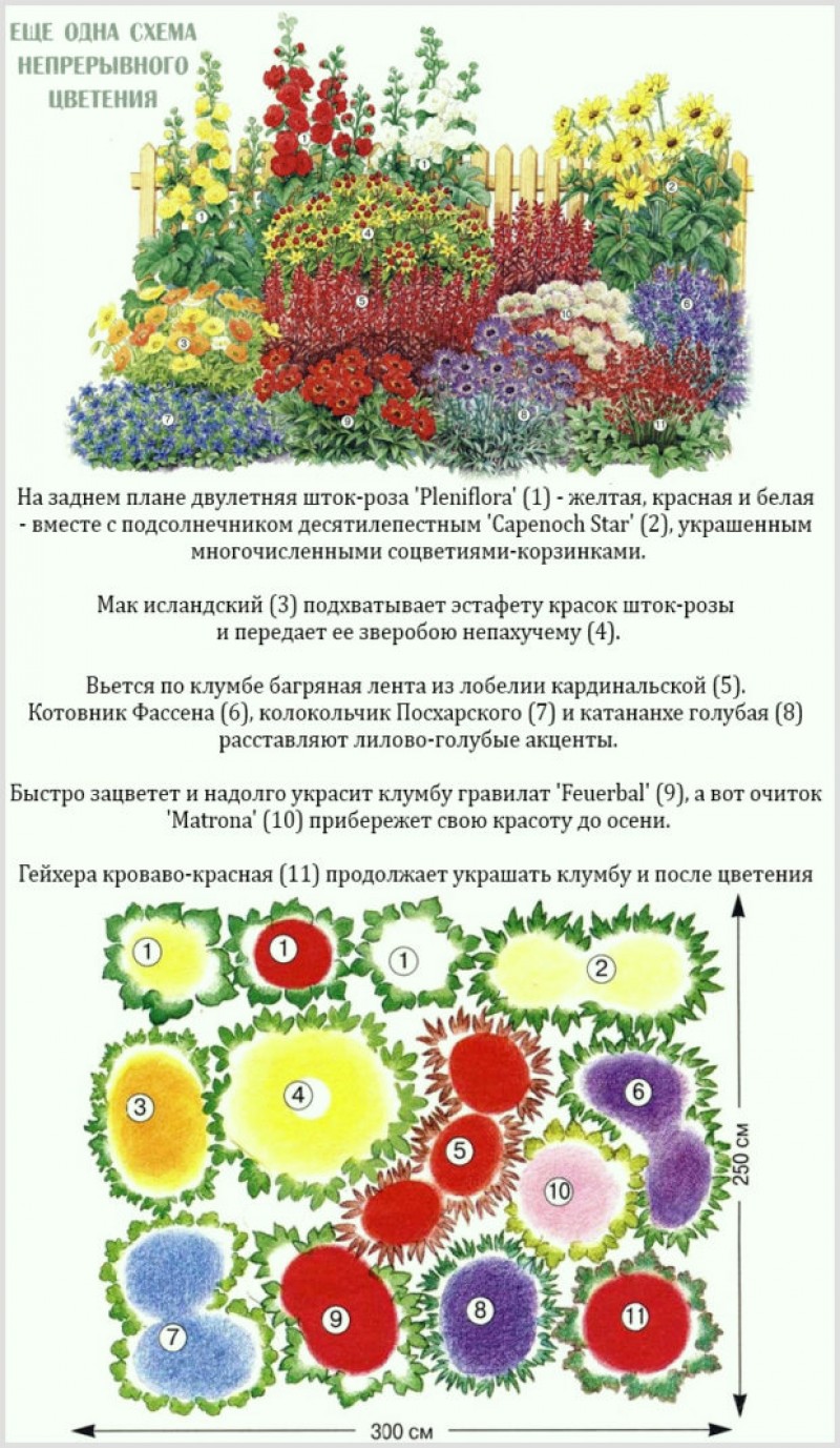 Схема клумбы. Схема миксбордера непрерывного цветения. Миксбордеры из многолетников схемы. Клумба из многолетников непрерывного цветения схема. Миксбордер непрерывного цветения многолетников.