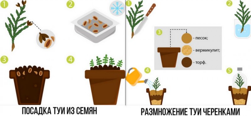 Туи брабант схема посадки для живой изгороди