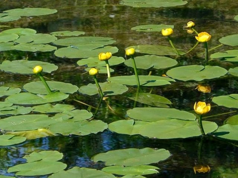 Желтая кувшинка на воде