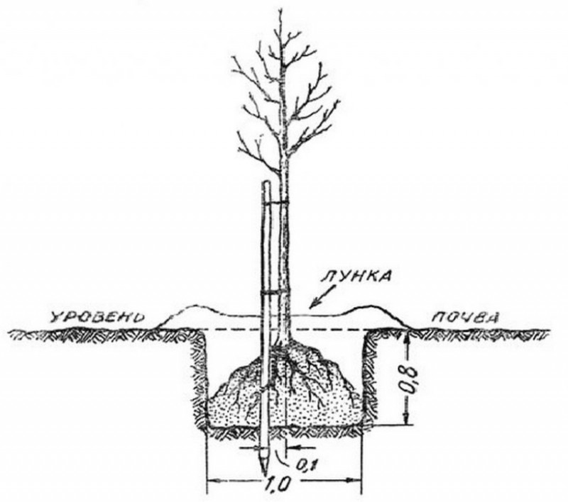 Колоновидная груша схема посадки