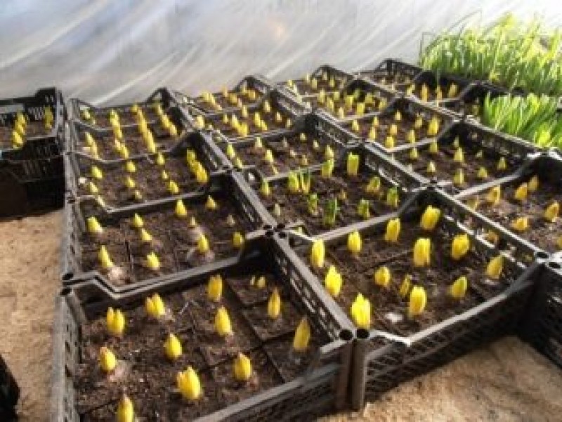 Выращивание тюльпанов в домашних условиях на продажу. Лоток для выгонки тюльпанов в теплице.