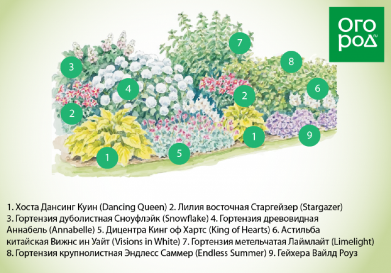 Цветник с гортензией метельчатой и многолетниками схемы